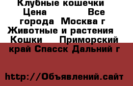 Клубные кошечки › Цена ­ 10 000 - Все города, Москва г. Животные и растения » Кошки   . Приморский край,Спасск-Дальний г.